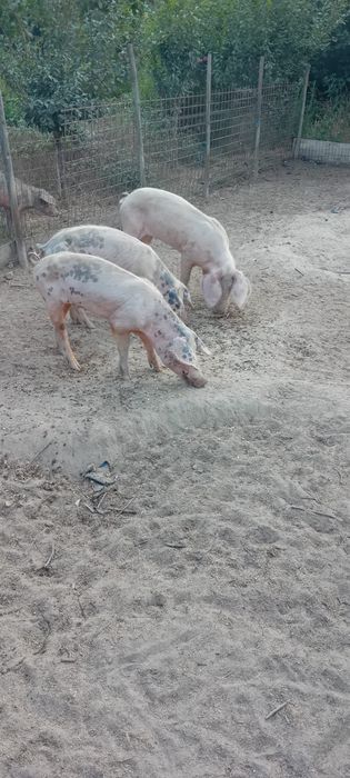 Porcos para acabar de criar