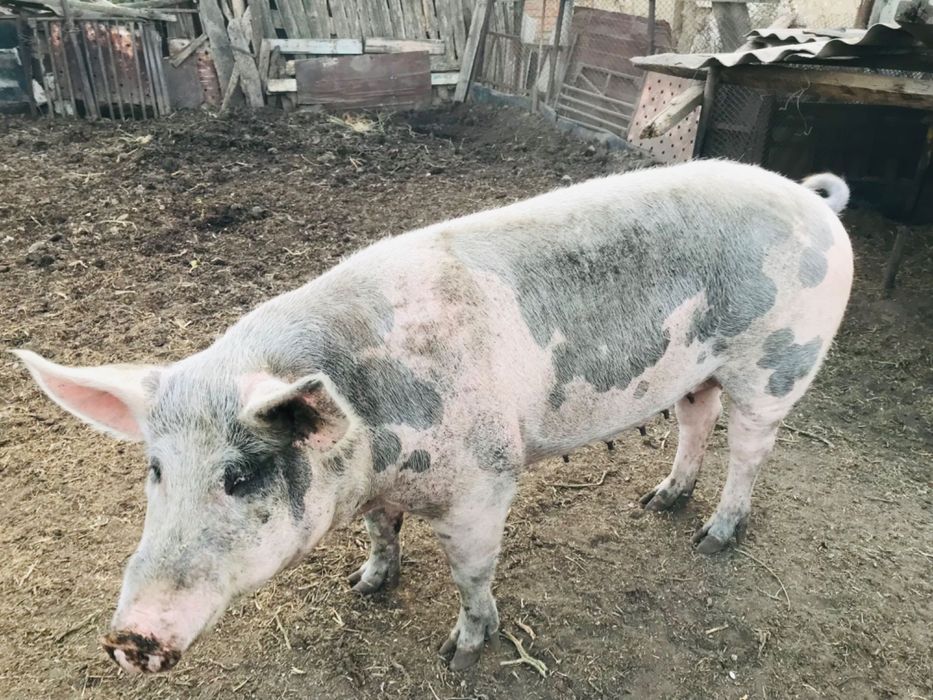 Продам свиней живою вагою