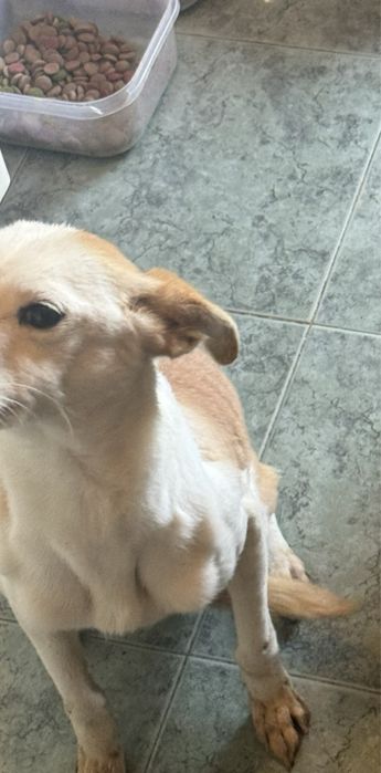 Cadela raça podengo