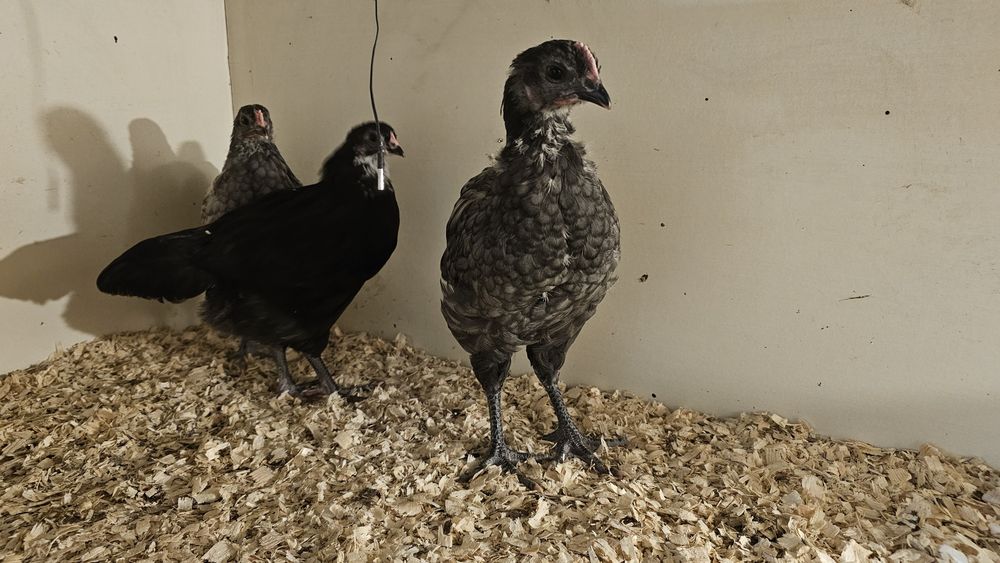 Koguty australorp