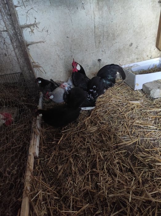 Jaja lęgowe bantanki,kur lokowanych,Brahma olbrzymia,karzełek kochina