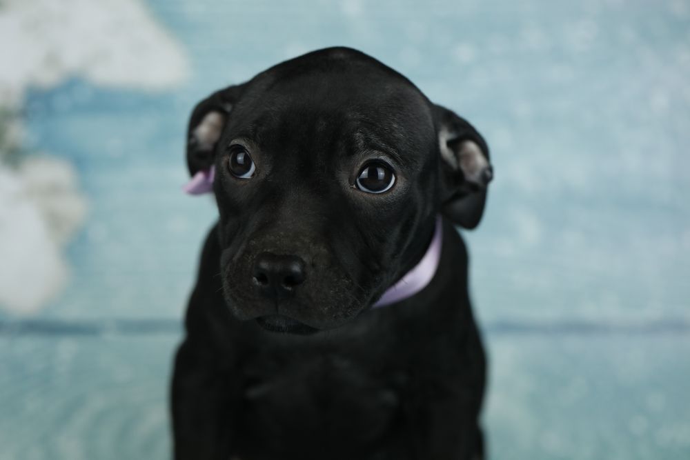 Чорна красуня Пітбуля.Амереканський Пітбультер'єр.Піт