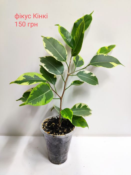 Комнатные декоративнолиственные растения