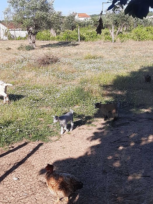 Venda ovinos e caprinos