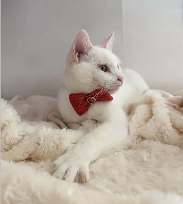 Gatinho para adoção responsável