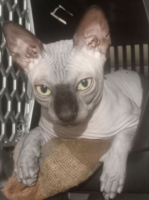 Продам кота канадського сфінкса