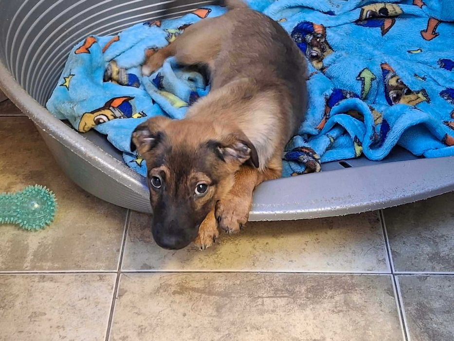 Szczeniaczek Amik szuka domu