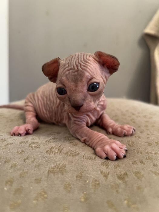 Sfinks kanadyjski , kocurek