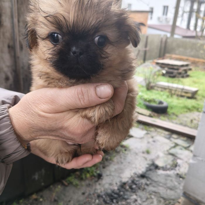 Продам щенят пекінеса