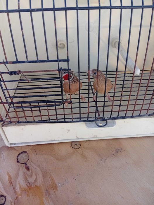 Pyrrulas red rumped periquitos caturras e casal de degolados