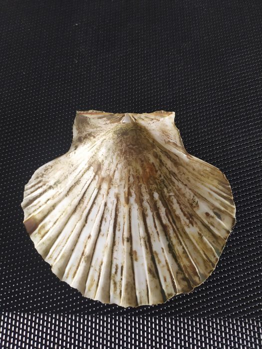 Продается ракушка.