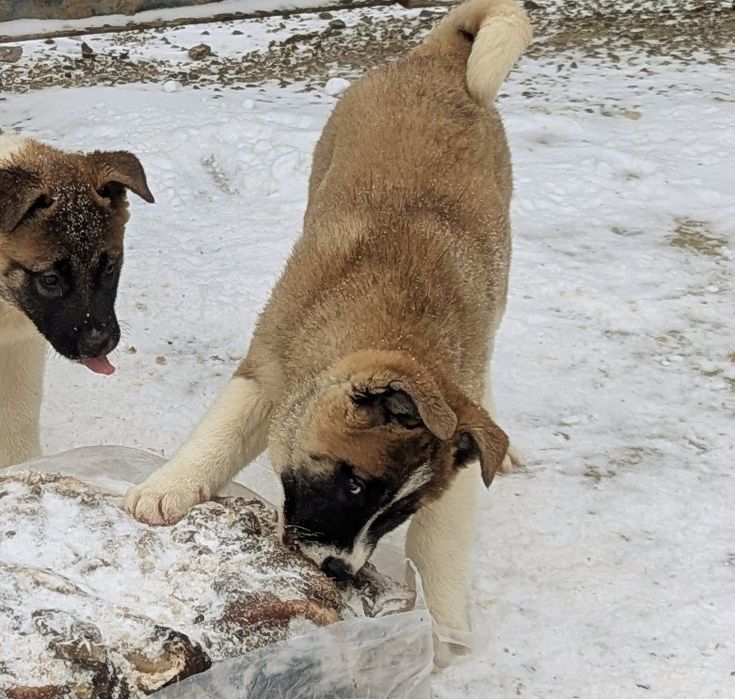 Хлопчик та є дівчинка