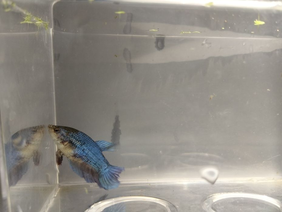 Bettas fêmeas variadas cores