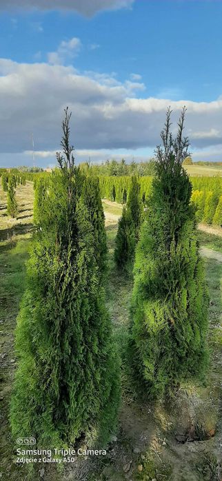 Tuje 160-180cm   25zł