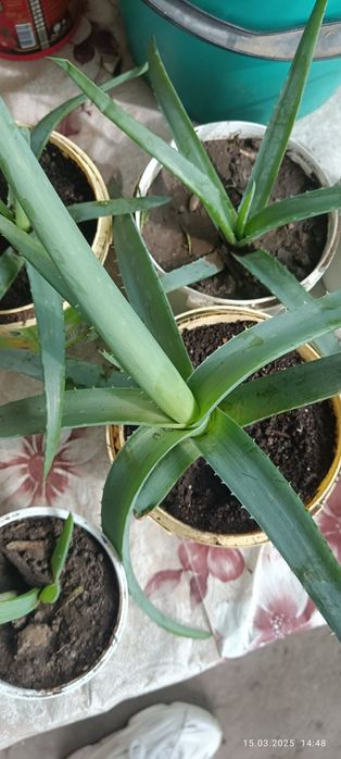 Продам алоэ вера. 50 грн. Не горький совсем