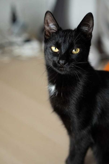 Serafinka szuka domu!