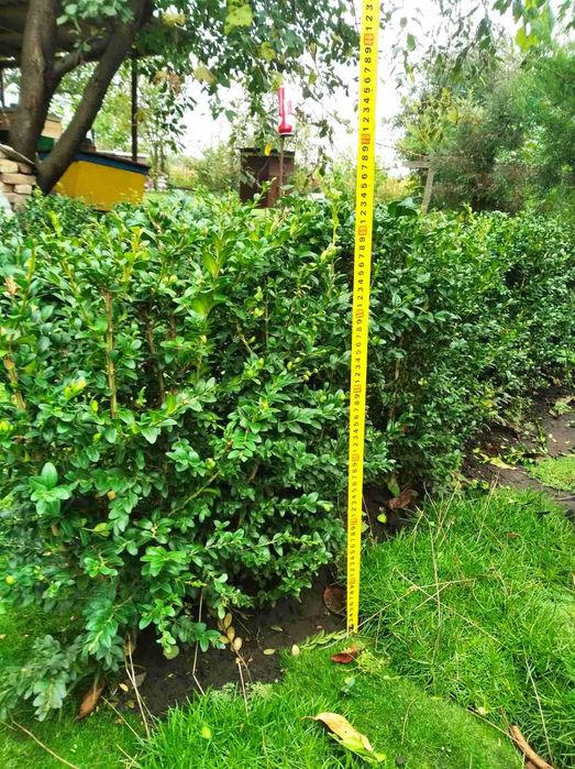 Туя самшит озеленення вічнозелені кущі