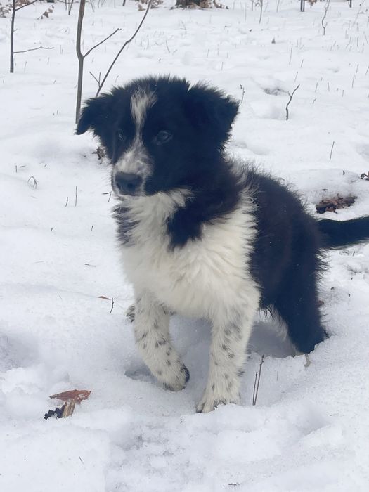 Border Collie piesek