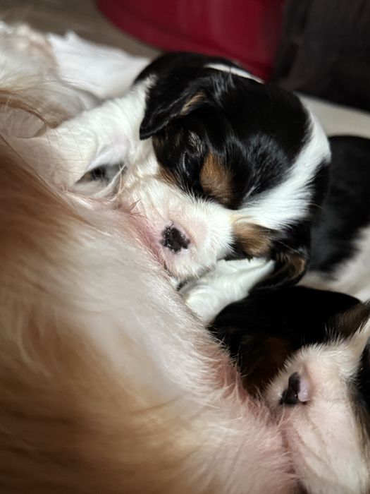 Кавалер кінг чарльз спанієль