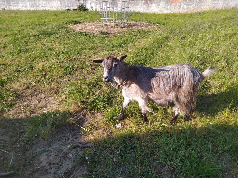 Vendo cabra possivelmente cheia