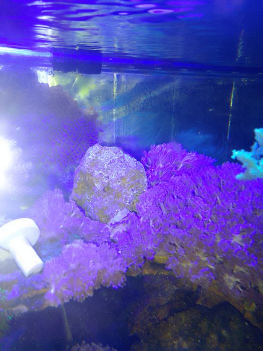 Corais Rocha com 2 rebentos de xénias Pump e  GSP