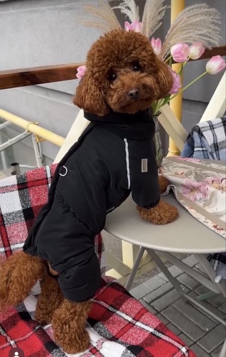 Зимовий комбінезон для собаки