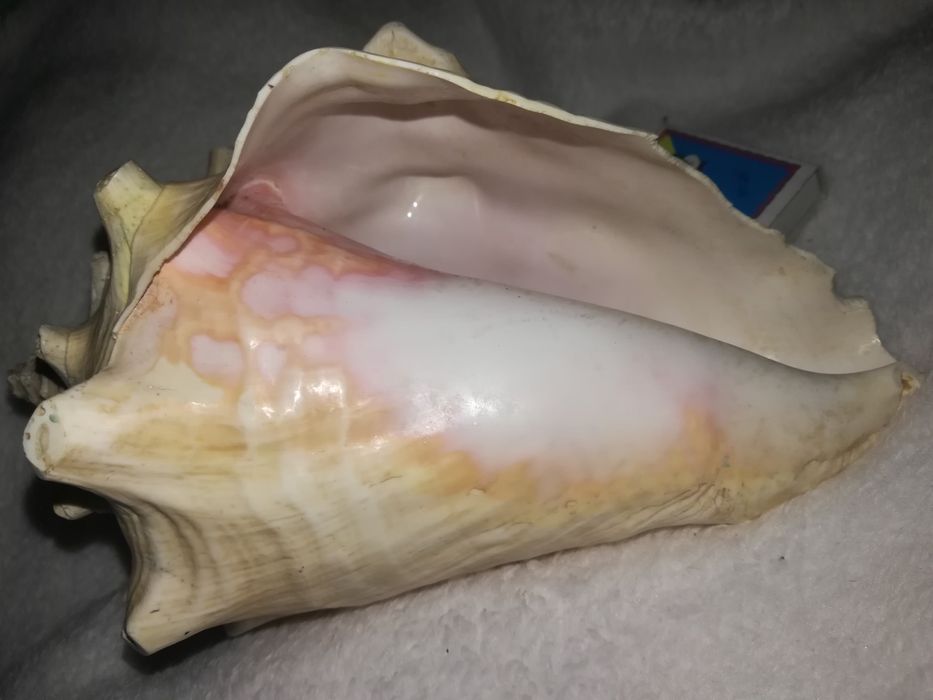 Продам мушлі (ракушки) океанічні, великі