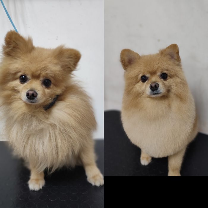 Послуги грумера, стрижки котів та собак