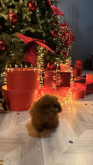 Mini Мальтипу с чипом