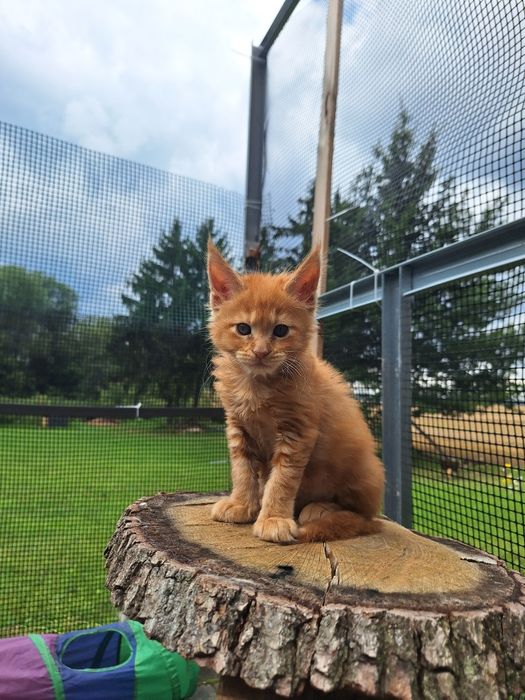 Rudy Mainecoon kocurek