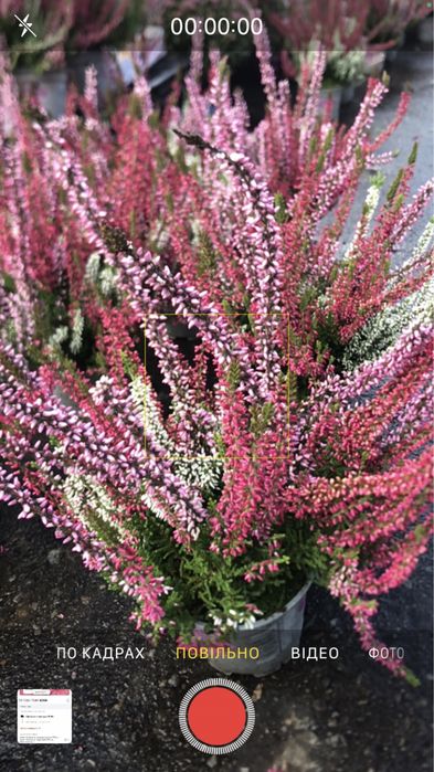 верес, хризантема