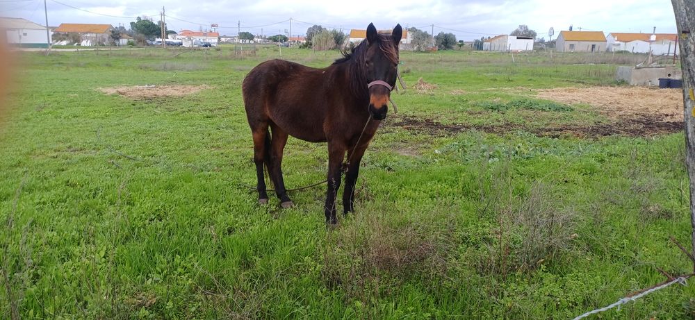 Cavalo montado e engatado
