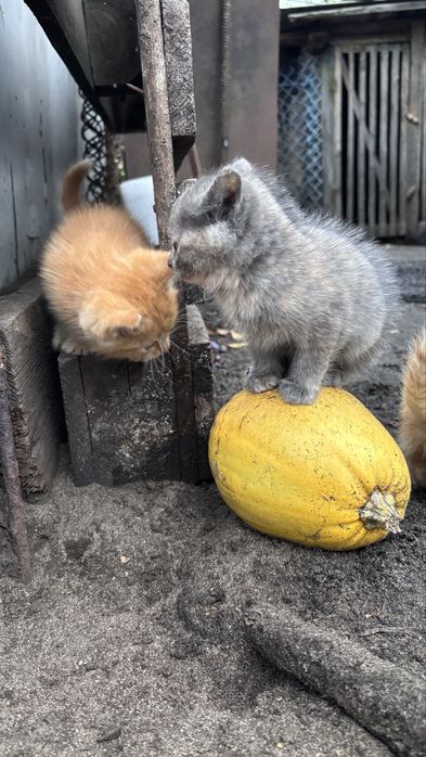 Котики в добрі руки