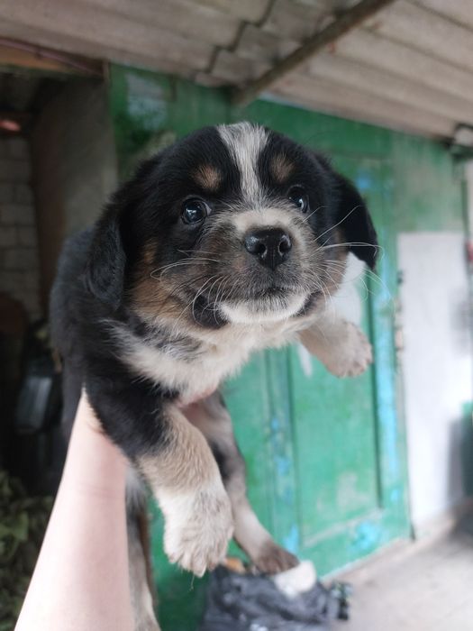 Цуценята в добрі руки