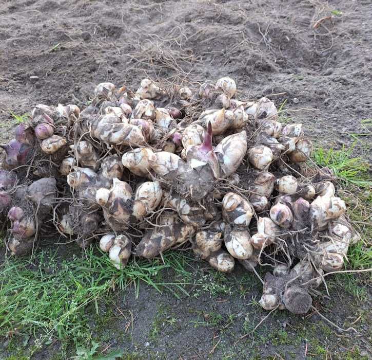 Kanna /paciorecznik wysoka czerwona 5 kg