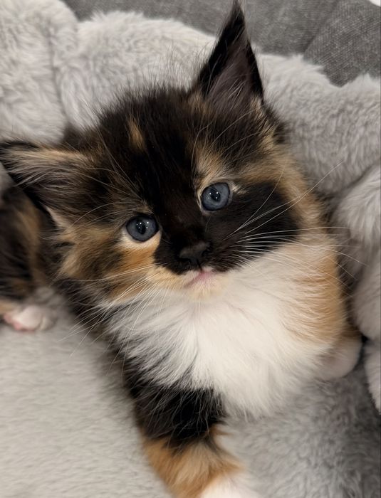 Gatinha Maine Coon tricolor