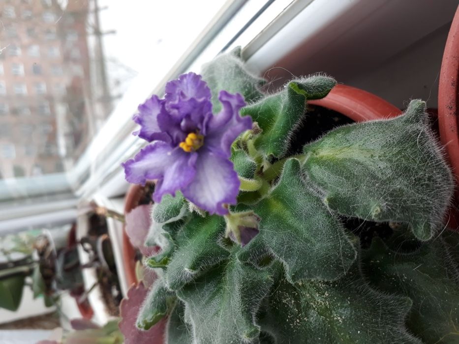 Фіалка сортова набір діток 6 шт.мікс