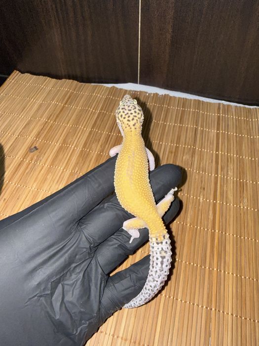 Młode gekony lamparcie