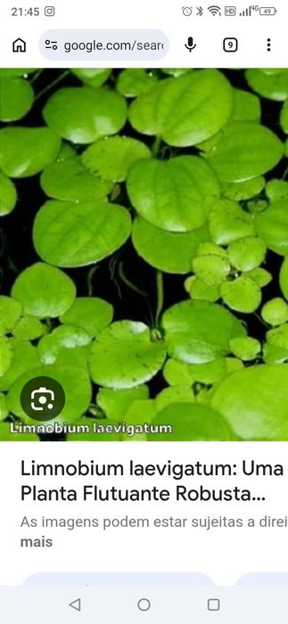Boas Plantas para aquário .