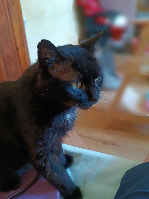 Красиві кото-брюнети чекають на добрих людей