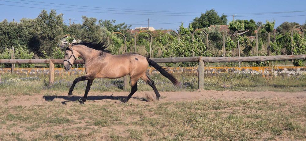 Cavalo Lusitano fora do vulgar