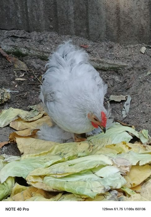 Kury Silki Jedwabiste .Zapraszam we wrześniu