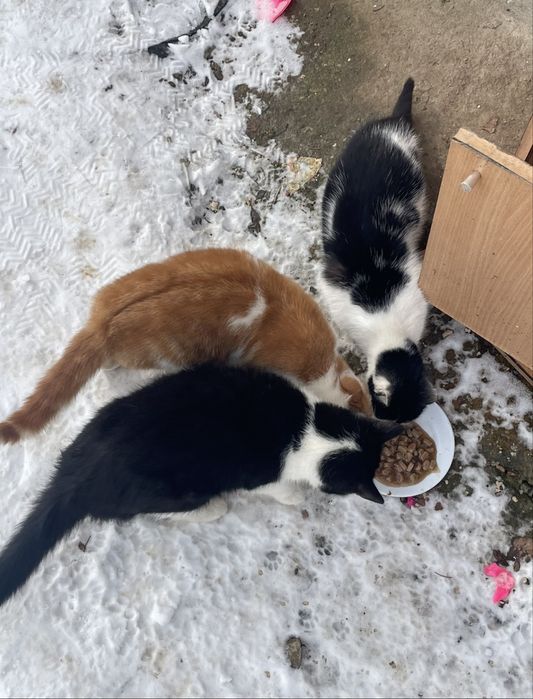 Коти мріють про домівку