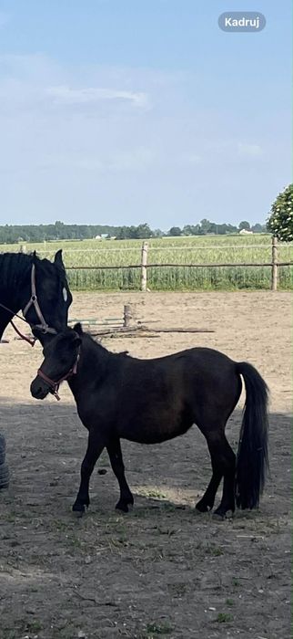 Klacz 4-letnia Radzia