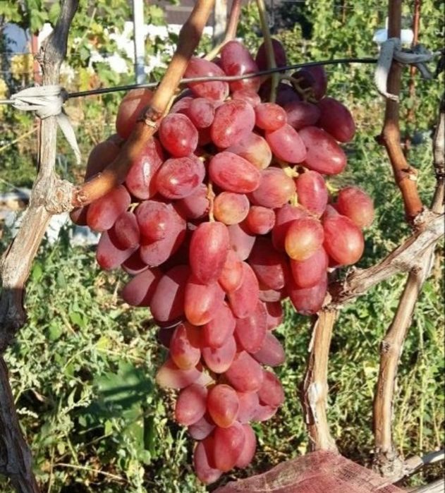 Виноград саженцы