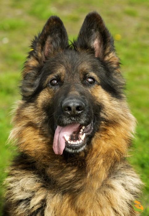 Alek - piękny owczarek niemiecki do adopcji