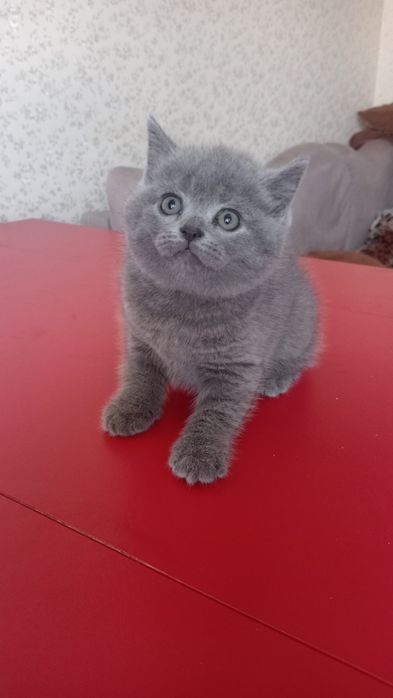 Киця скотіш страйт