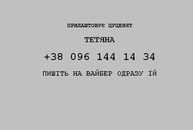 Метиси пітбуля!! 3 місяці віком
