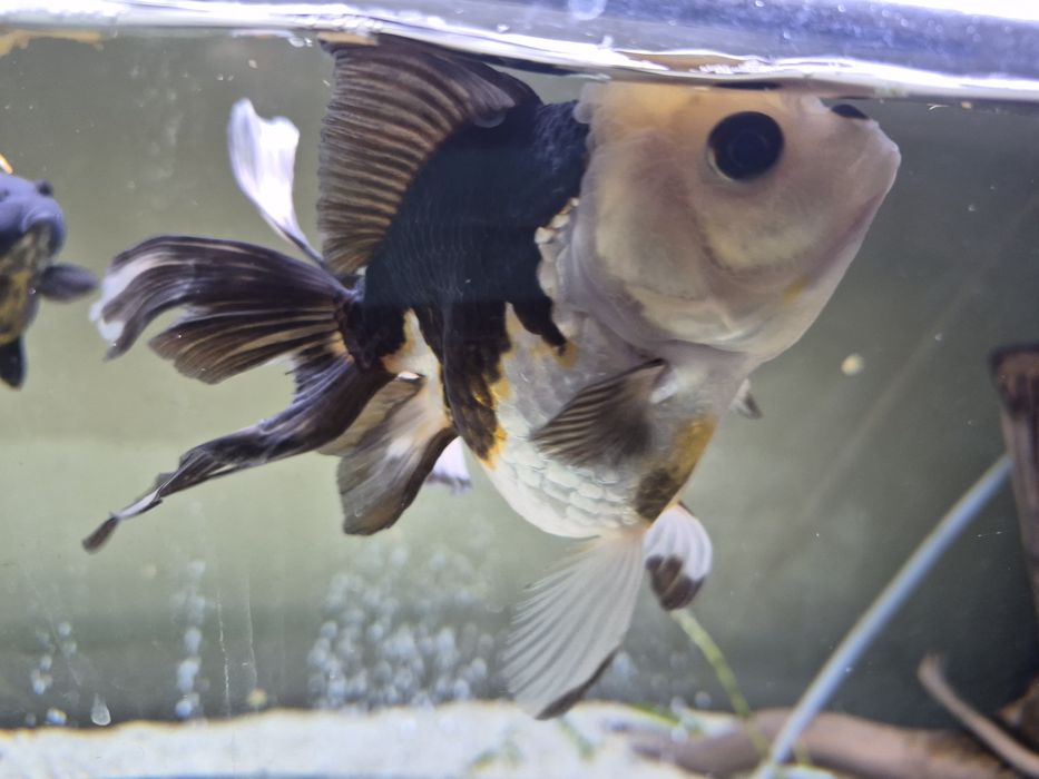 Welonka Oranda Panda