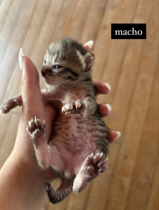 Gatos para doação